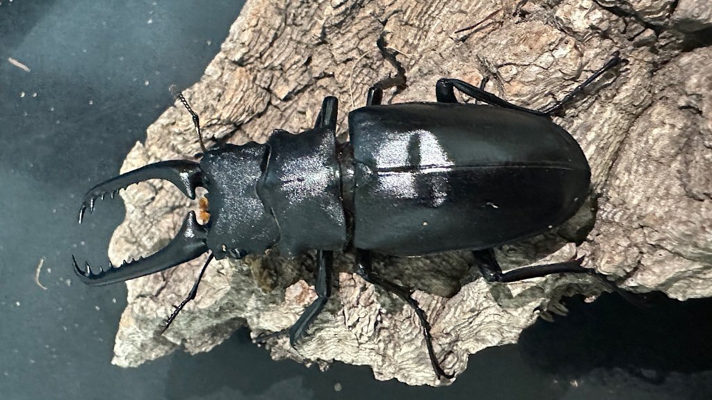 ギラファノコギリクワガタ ペア N <1110z昆虫標本・クワガタムシ他