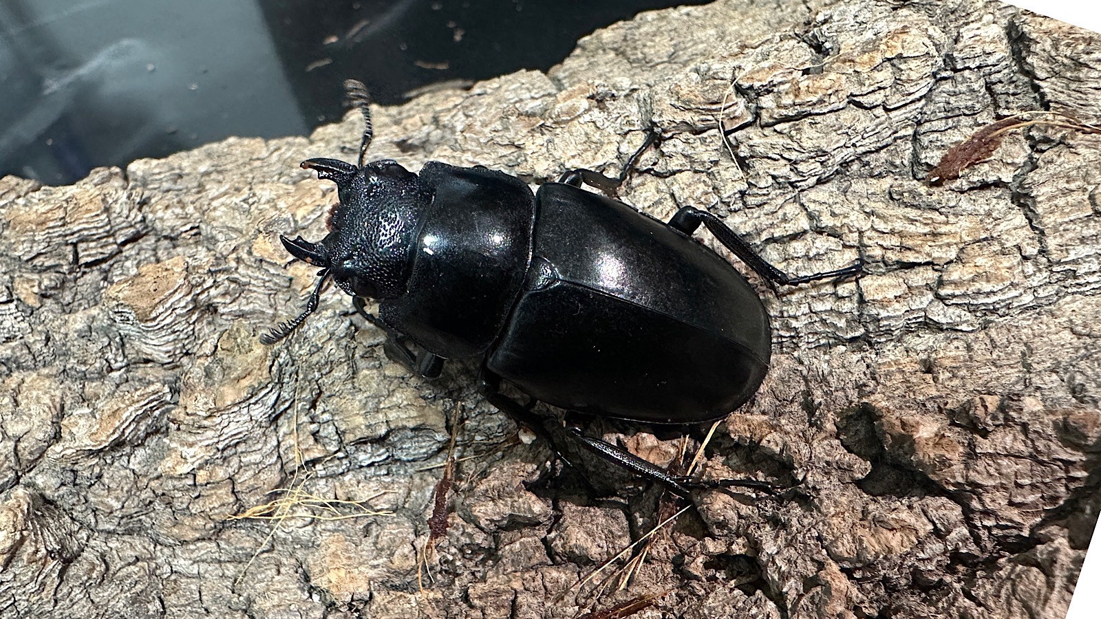 ギラファノコギリクワガタ 成虫 ペア ② Nギラファノコギリ② ダイスケ 新成虫♂♀ペア