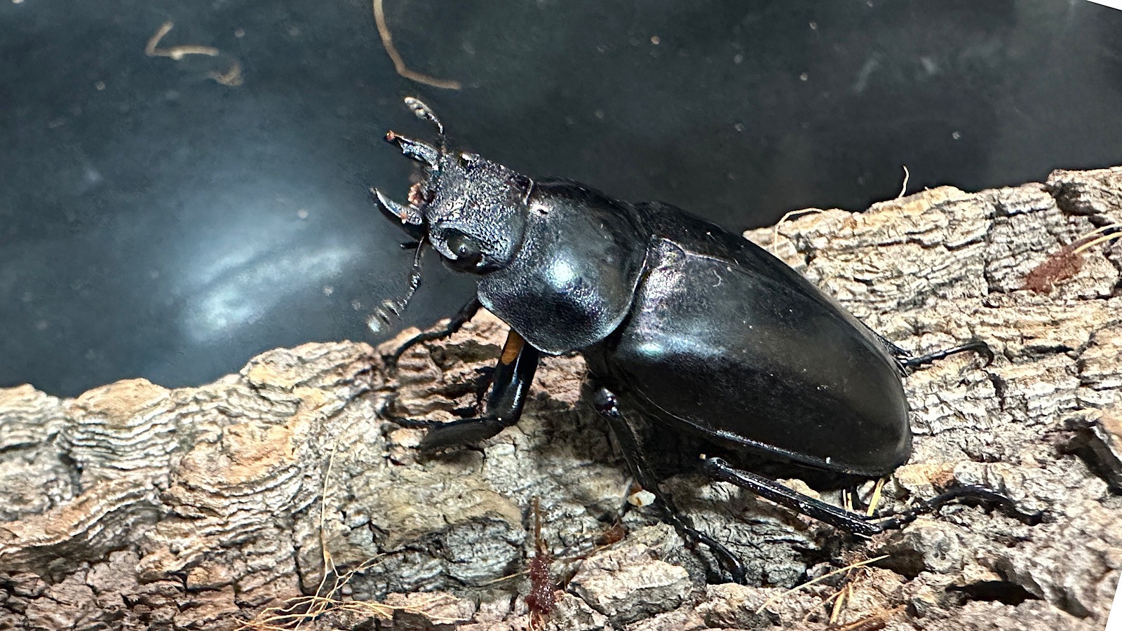 ギラファノコギリクワガタ成虫ペア(インドネシア産) ♂80mm♀48mm CBF1 ギラファノコギリクワガタ成虫ペア(インドネシア産) ♂80mm♀48mm CBF1