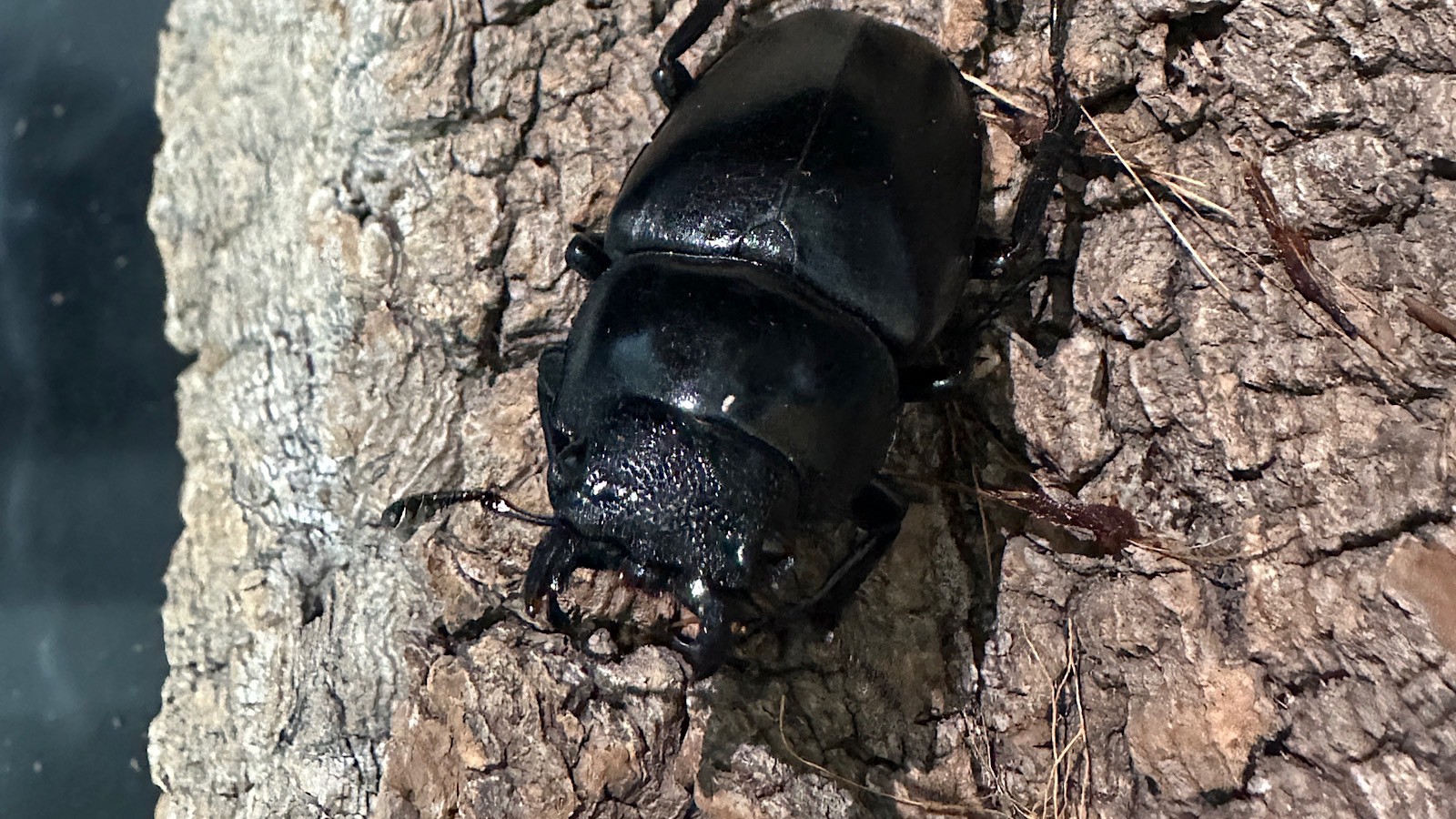 ギラファノコギリクワガタ成虫ペア(インドネシア産) ♂80mm♀48mm CBF1