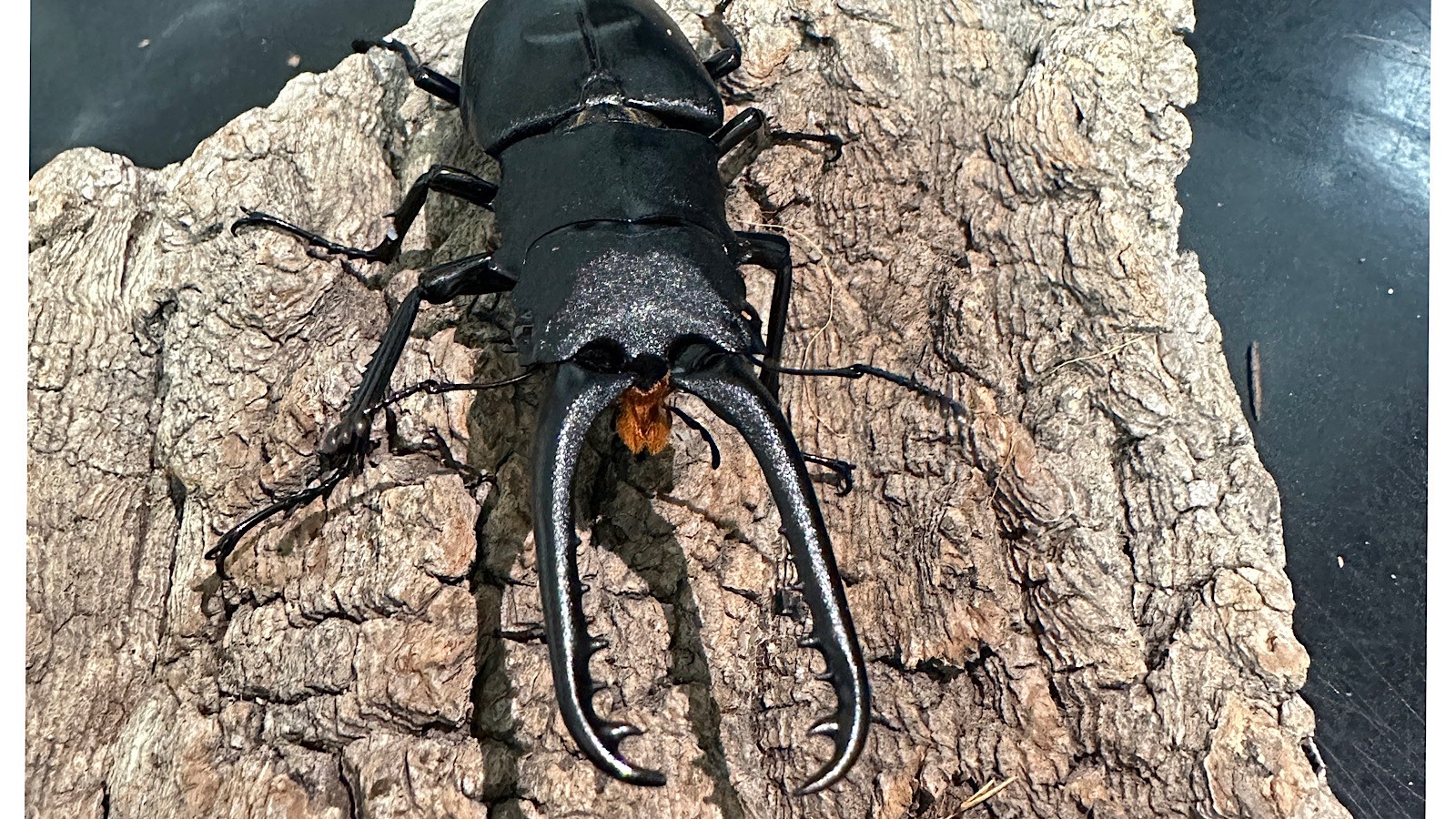 ギラファノコギリクワガタ成虫ペア(インドネシア産) ♂80mm♀48mm CBF1