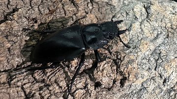 ギラファノコギリクワガタ成虫ペア(インドネシア産) ♂80mm♀48mm CBF1