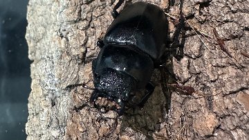 世界最大のクワガタDDA白眼！ WWギラファ 25-013 ギラファノコギリクワガタ WW ペア　♂78mm ♀47mm ホワイトアイ