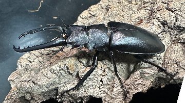 ギラファノコギリクワガタ ペア ♂ 111mm ♀ 50mm ギラファ ノコギリ