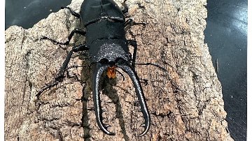 パナイギラファノコギリクワガタ♂️98mm♀️フリーサイズ　ペア ギラファノコギリクワガタ成虫ペア(インドネシア産) ♂80mm♀48mm CBF1