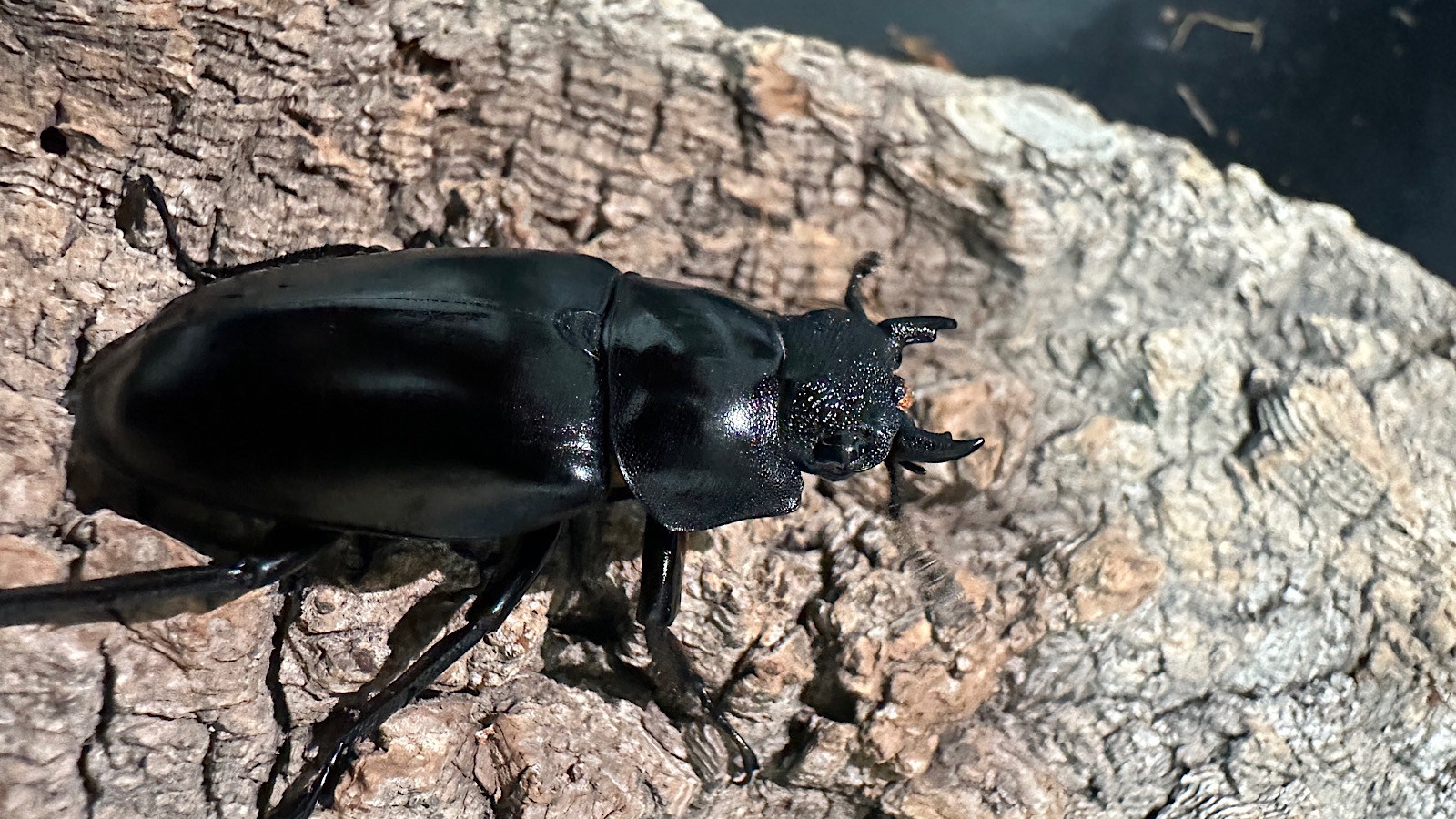 NO1 ギラファノコギリクワガタ ♂111ミリ♀52ミリ・ロンボク島