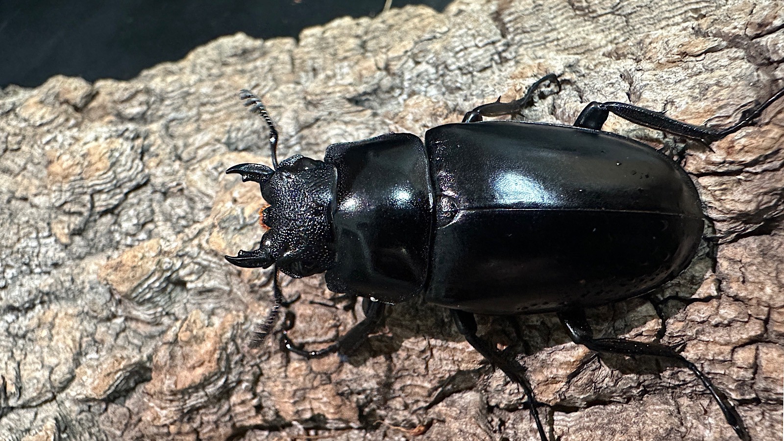 ギラファノコギリクワガタ成虫ペア(インドネシア産) ♂92mm♀47mm CBF1 
