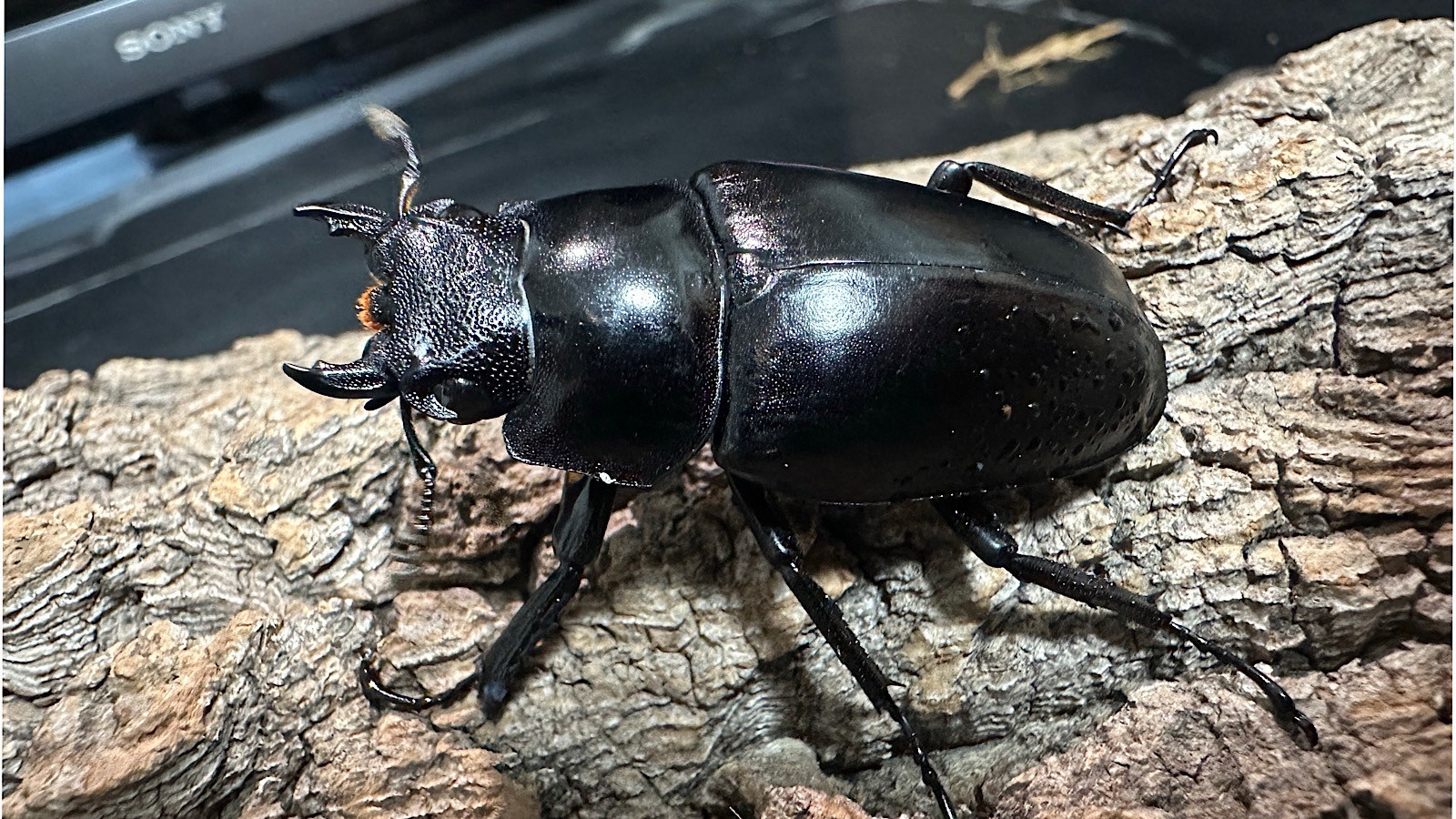ギラファノコギリクワガタ成虫ペア(インドネシア産) ♂92mm♀47mm CBF1