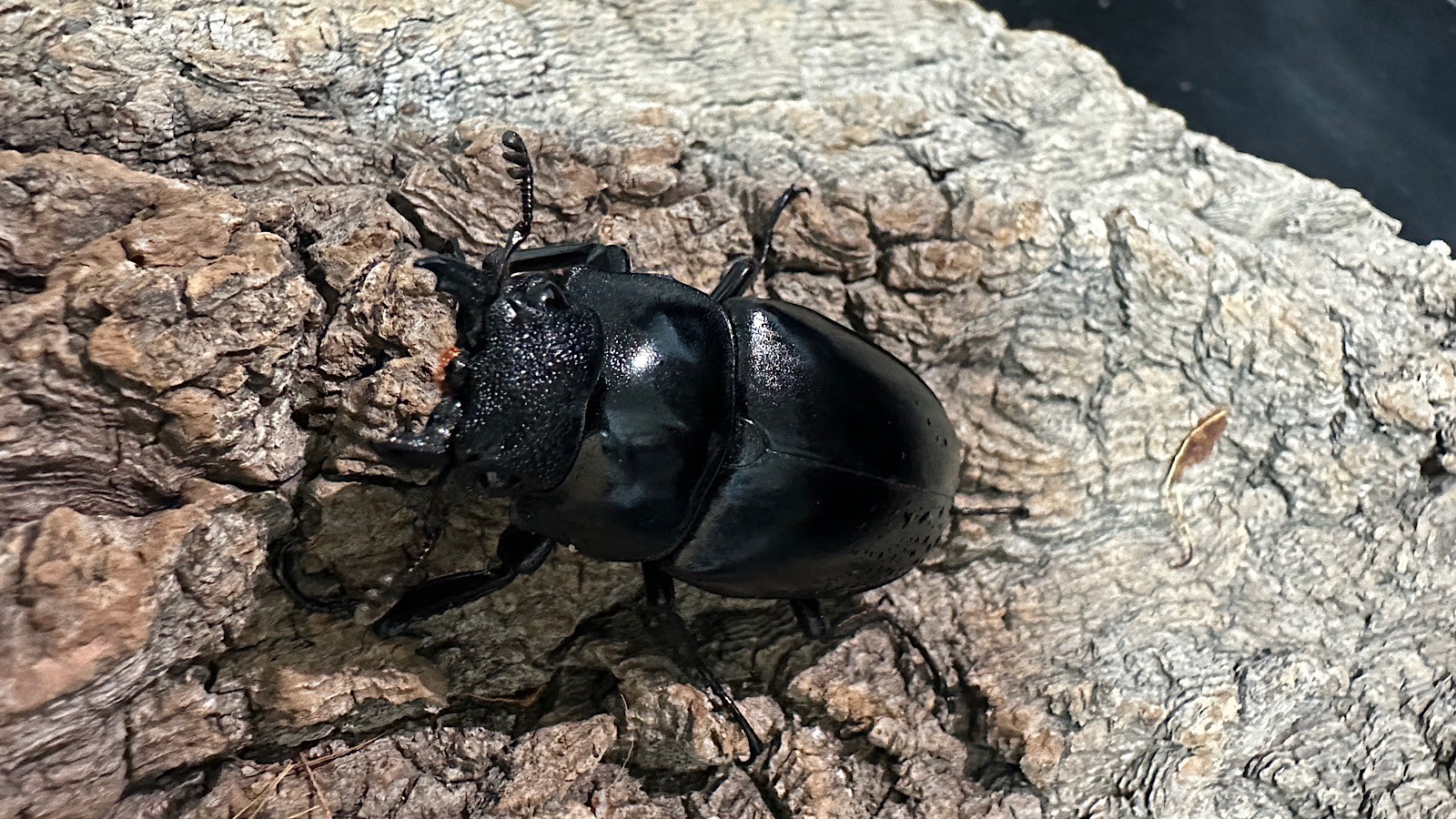 ギラファノコギリクワガタ成虫ペア(インドネシア産) ♂92mm♀47mm CBF1