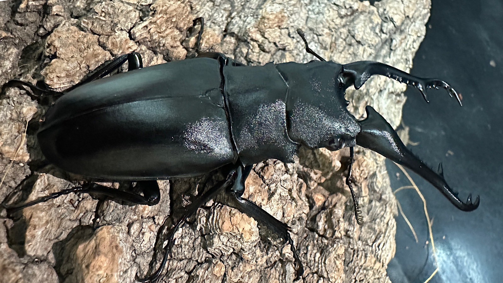 ギラファノコギリクワガタ成虫ペア(インドネシア産) ♂92mm♀47mm CBF1