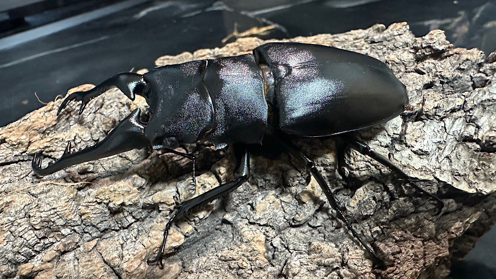 ギラファノコギリクワガタ 001N ギラファノコギリクワガタ成虫ペア(インドネシア産) ♂92mm♀47mm CBF1