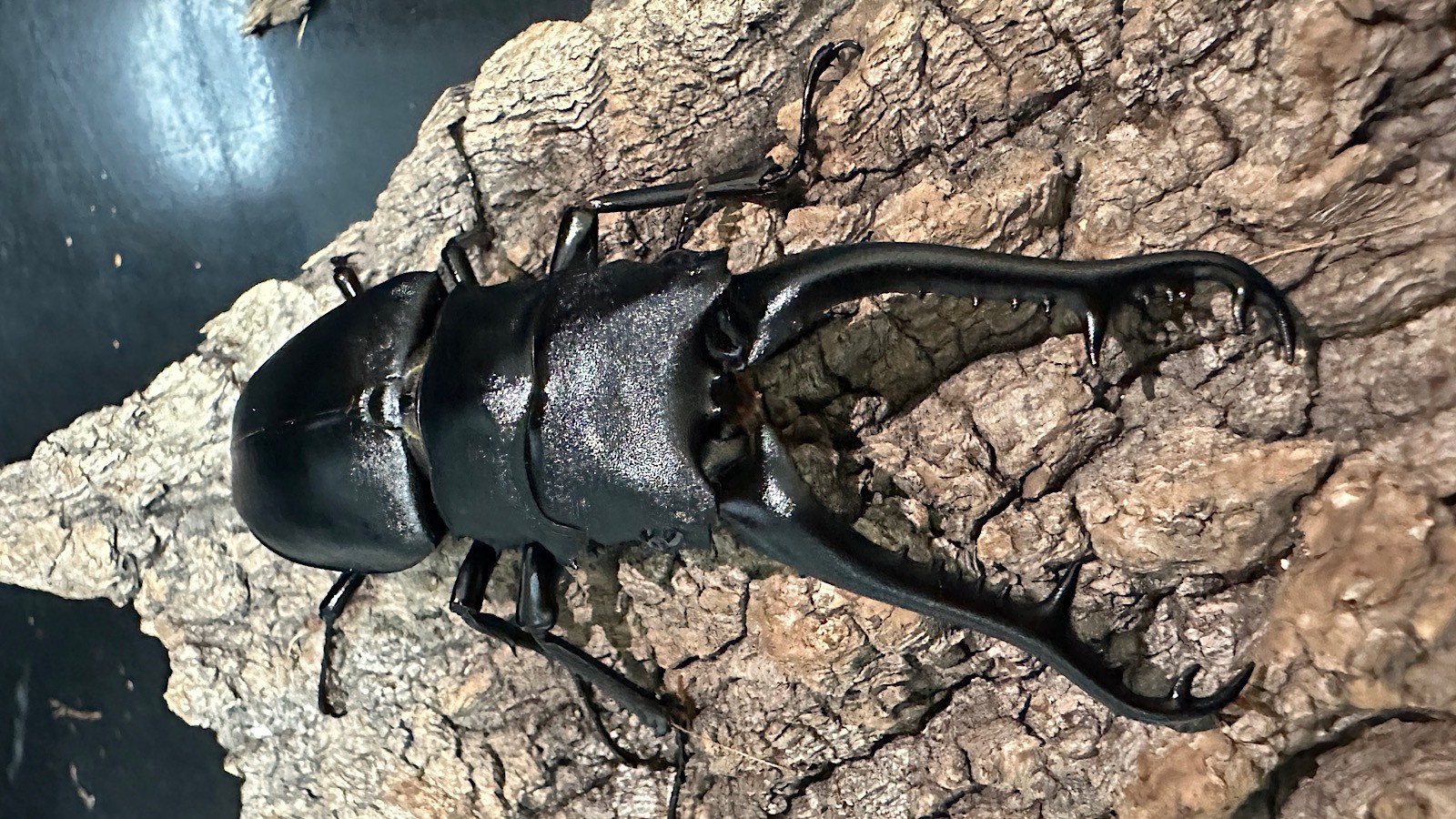 ギラファノコギリクワガタ 001N ギラファノコギリクワガタ成虫ペア(インドネシア産) ♂92mm♀47mm CBF1