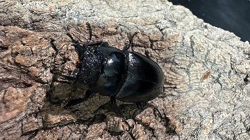 ギラファノコギリクワガタ 001N ギラファノコギリクワガタ成虫ペア(インドネシア産) ♂92mm♀47mm CBF1