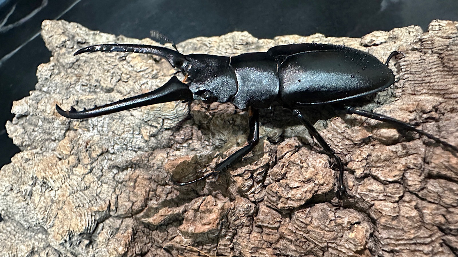 ギラファノコギリクワガタ成虫ペア(インドネシア産) ♂83mm