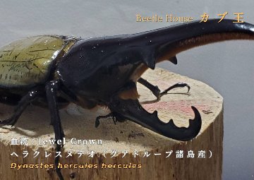 【JCC2502】ヘラクレス・メテオ(Jewel Crown血統)　3令幼虫♂♀ペア（4頭）F1 種親♂129.6mm×♀74.0mmの画像