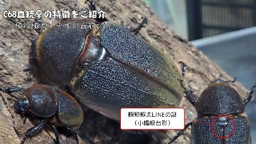 【JCC2502】ヘラクレス・メテオ(Jewel Crown血統)　3令幼虫♂♀ペア（4頭）F1 種親♂129.6mm×♀74.0mmの画像