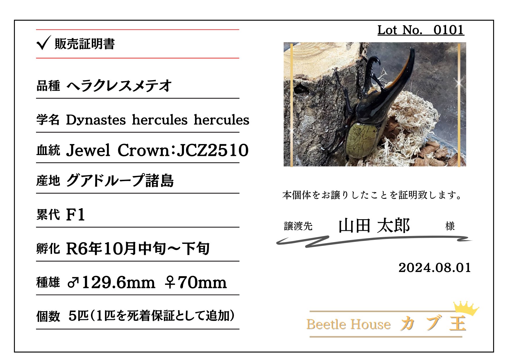 【JCZ2503】ヘラクレス・メテオ(Jewel Crown血統)　3令幼虫ペア♂♀（4頭）F1 種親♂129.6mm×♀71.0mmの画像