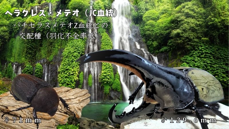 【JCZ2503】ヘラクレス・メテオ(Jewel Crown血統)　3令幼虫ペア♂♀（4頭）F1 種親♂129.6mm×♀71.0mmの画像