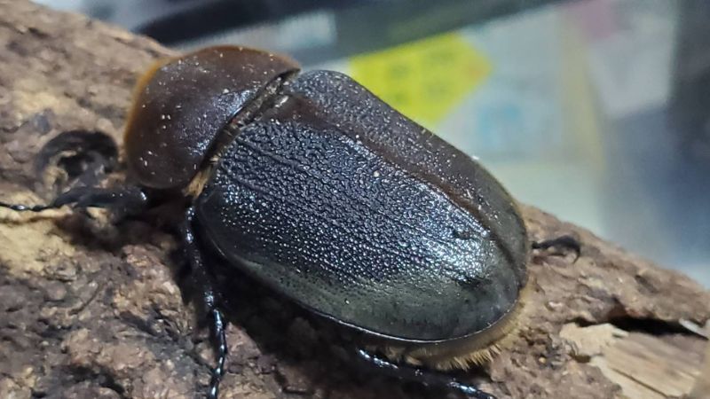 【JCZ2503】ヘラクレス・メテオ(Jewel Crown血統)　3令幼虫ペア♂♀（4頭）F1 種親♂129.6mm×♀71.0mmの画像