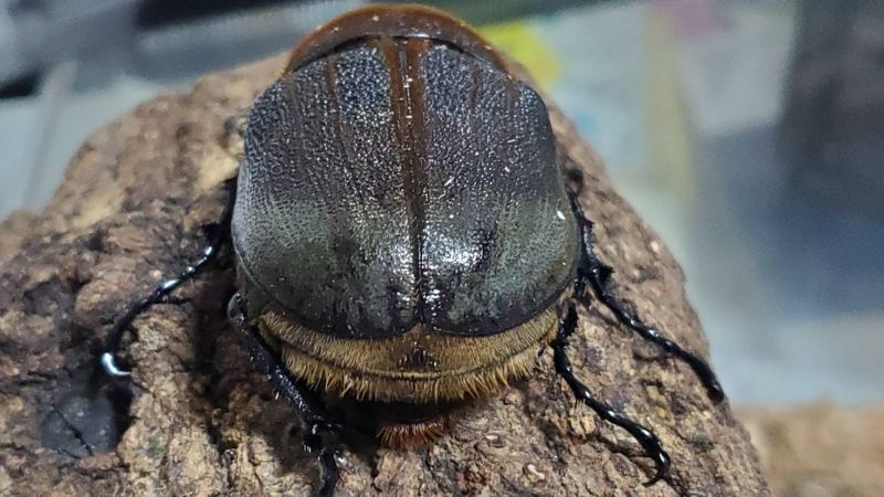【JCZ2503】ヘラクレス・メテオ(Jewel Crown血統)　3令幼虫ペア♂♀（4頭）F1 種親♂129.6mm×♀71.0mmの画像