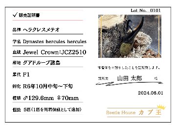【JCZ2503】ヘラクレス・メテオ(Jewel Crown血統)　3令幼虫ペア♂♀（4頭）F1 種親♂129.6mm×♀71.0mmの画像