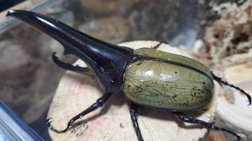 【JCZ2503】ヘラクレス・メテオ(Jewel Crown血統)　3令幼虫ペア♂♀（4頭）F1 種親♂129.6mm×♀71.0mmの画像