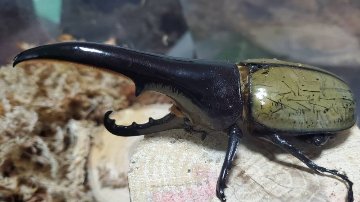 【JCZ2503】ヘラクレス・メテオ(Jewel Crown血統)　3令幼虫ペア♂♀（4頭）F1 種親♂129.6mm×♀71.0mmの画像