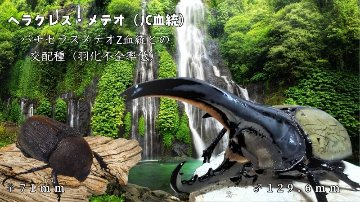 【JCZ2503】ヘラクレス・メテオ(Jewel Crown血統)　3令幼虫ペア♂♀（4頭）F1 種親♂129.6mm×♀71.0mmの画像