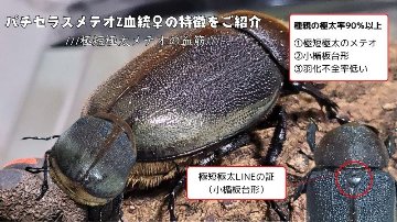 【JCZ2503】ヘラクレス・メテオ(Jewel Crown血統)　3令幼虫ペア♂♀（4頭）F1 種親♂129.6mm×♀71.0mmの画像