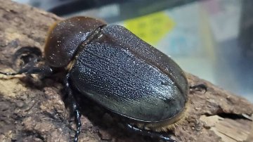 【JCZ2503】ヘラクレス・メテオ(Jewel Crown血統)　3令幼虫ペア♂♀（4頭）F1 種親♂129.6mm×♀71.0mmの画像