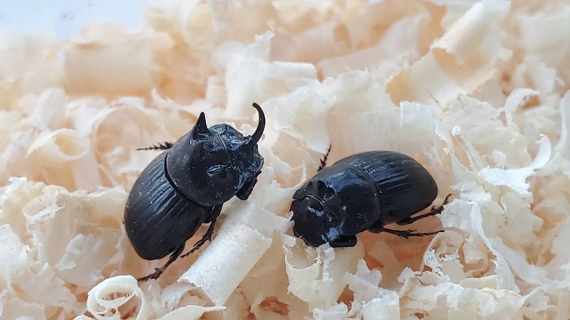 希少！ダイコクコガネ(北海道)小型オス・メスのWD2ペア（♂2匹♀2匹