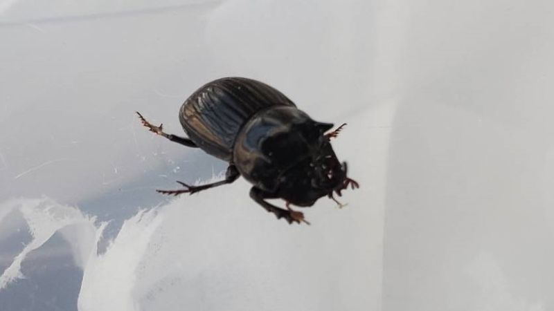 希少！ダイコクコガネ(北海道)小型オス・メスのWD2ペア（♂2匹♀2匹