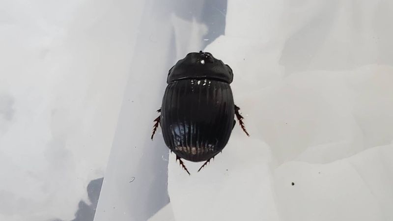 ダイコクコガネ 26mm ♂︎︎ ♀♀ 標本 大型 ダイコクコガネの仲間 | 昆虫標本 Diggers & Rollers