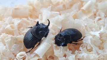 希少！ダイコクコガネ(北海道)小型オス・メスのWD2ペア（♂2匹♀2匹