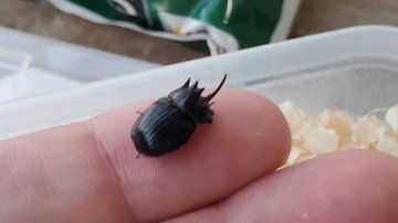 希少！ダイコクコガネ(北海道)小型オス・メスのWD2ペア（♂2匹♀2匹