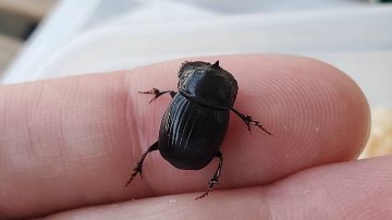 希少！ダイコクコガネ(北海道)小型オス・メスのWD2ペア（♂2匹♀2匹
