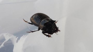 希少！ダイコクコガネ(北海道)小型オス・メスのWD2ペア（♂2匹♀2匹