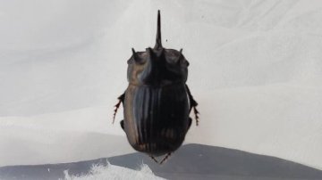 希少！ダイコクコガネ(北海道)小型オス・メスのWD2ペア（♂2匹♀2匹