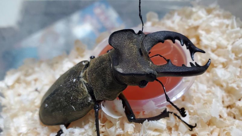 北海道空知地方産 ミヤマクワガタ蝦夷型3ペア（ ♂69.3mm♂68.7