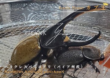 ヘラクレス・パスコアリ(ブラジルバイア州)種付け CBF1 種親137.2mm｜預ける→種付け→返却の画像