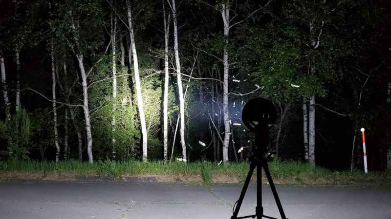 【予約制】ライトトラップ（灯火採集）クワガタ・カブトムシ採集（参加1名から3名まで）の画像