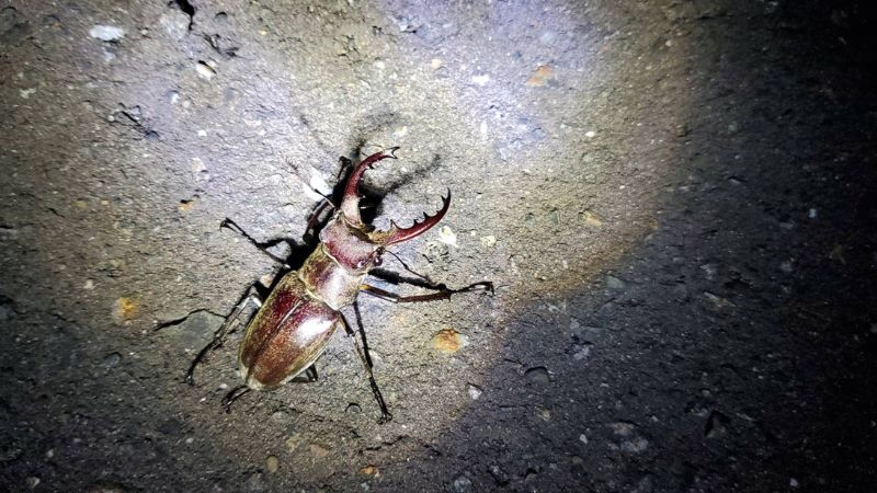 【予約制】ライトトラップ（灯火採集）クワガタ・カブトムシ採集（参加1名から3名まで）の画像