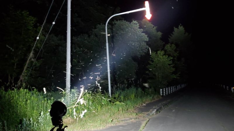【予約制】ライトトラップ（灯火採集）クワガタ・カブトムシ採集（参加1名から3名まで）の画像