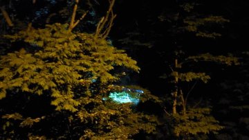 【予約制】ライトトラップ（灯火採集）クワガタ・カブトムシ採集（参加1名から3名まで）の画像