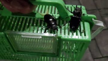 【予約制】ライトトラップ（灯火採集）クワガタ・カブトムシ採集（参加1名から3名まで）の画像