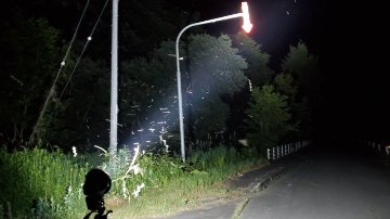 【予約制】ライトトラップ（灯火採集）クワガタ・カブトムシ採集（参加1名から3名まで）の画像
