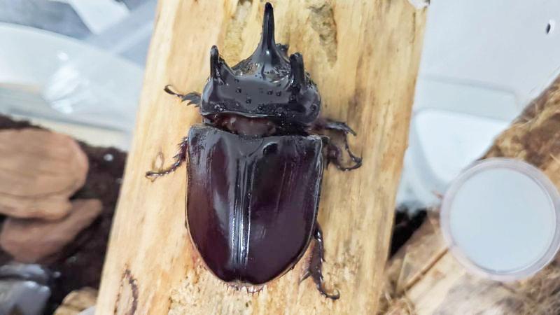 ケンタウルスミツノカブト（アルゼンチン・イグアス産）初令幼虫4頭+