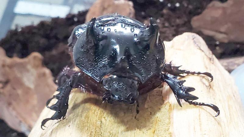 カスミ ケンタウルスミツノカブト（アルゼンチン・イグアス産）3令幼虫2頭 F9