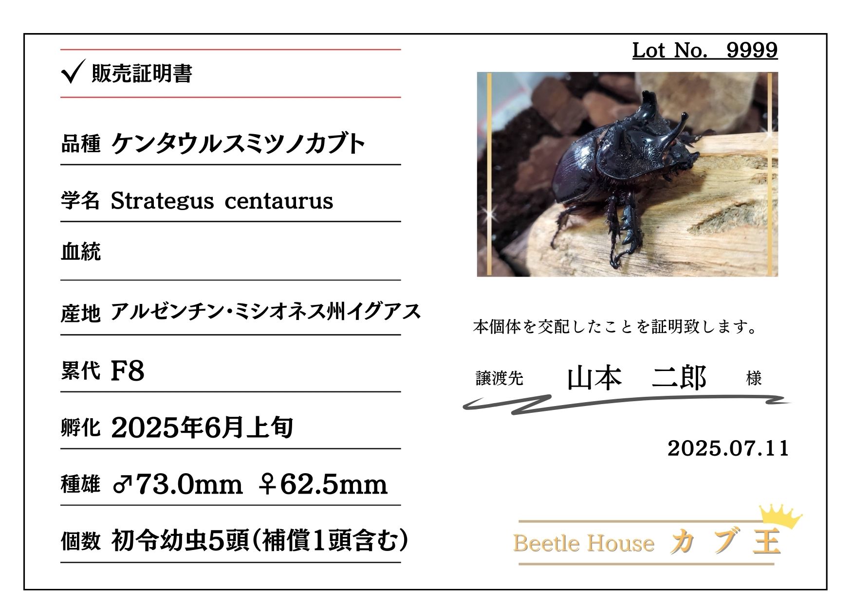 カスミ 国内9月27日発売予定】 アディダス オリジナルス ZX 8000 アルミナ