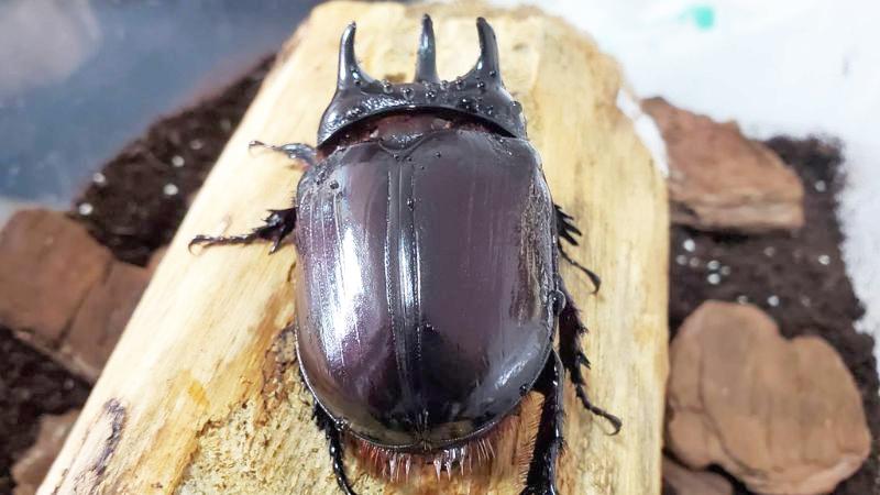 ケンタウルスミツノカブト（アルゼンチン・イグアス産）3令幼虫2頭 F9